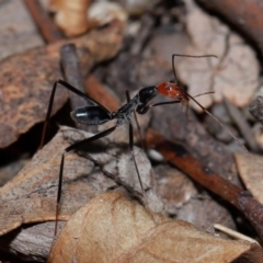 Leptomyrmex erythrocephalus (Spider ant) at Kambah, ACT - 8 May 2024 by TimL