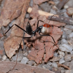 Leptomyrmex erythrocephalus at Tidbinbilla Nature Reserve - 8 May 2024