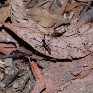 Leptomyrmex erythrocephalus at Tidbinbilla Nature Reserve - 8 May 2024