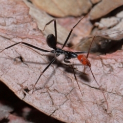 Leptomyrmex erythrocephalus at Tidbinbilla Nature Reserve - 8 May 2024