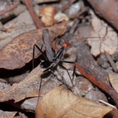 Leptomyrmex erythrocephalus at Tidbinbilla Nature Reserve - 8 May 2024