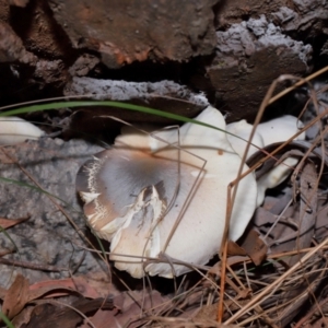 Omphalotus nidiformis at Tidbinbilla Nature Reserve - 8 May 2024 12:28 PM