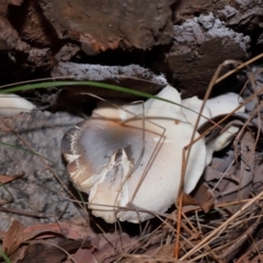 Omphalotus nidiformis (Ghost Fungus) at Tidbinbilla Nature Reserve - 8 May 2024 by TimL