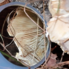 Omphalotus nidiformis at Tidbinbilla Nature Reserve - 8 May 2024