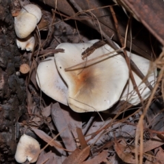 Omphalotus nidiformis at Tidbinbilla Nature Reserve - 8 May 2024