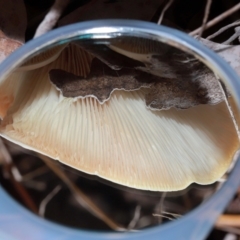 Omphalotus nidiformis at Tidbinbilla Nature Reserve - 8 May 2024