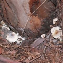 Omphalotus nidiformis at Tidbinbilla Nature Reserve - 8 May 2024