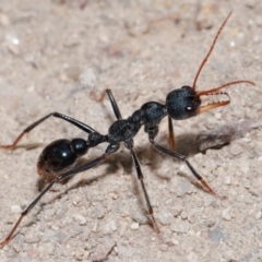 Myrmecia tarsata (Bull ant or Bulldog ant) at Kambah, ACT - 8 May 2024 by TimL