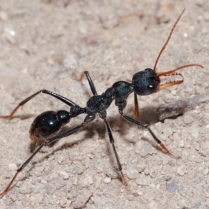 Myrmecia tarsata (Bull ant or Bulldog ant) at Tidbinbilla Nature Reserve by TimL