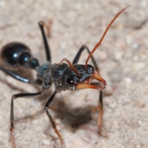 Myrmecia tarsata at Tidbinbilla Nature Reserve - 8 May 2024