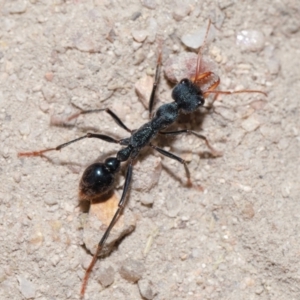 Myrmecia tarsata at Tidbinbilla Nature Reserve - 8 May 2024