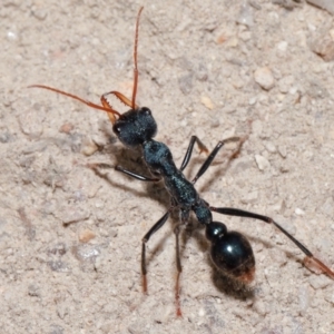 Myrmecia tarsata at Tidbinbilla Nature Reserve - 8 May 2024