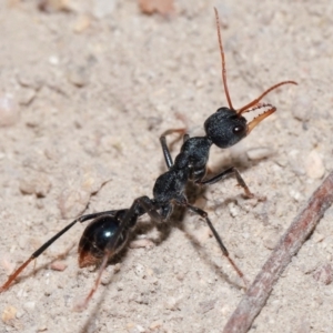 Myrmecia tarsata at Tidbinbilla Nature Reserve - 8 May 2024