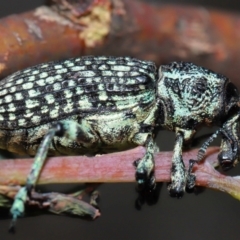 Chrysolopus spectabilis (Botany Bay Weevil) at Tidbinbilla Nature Reserve - 8 May 2024 by TimL