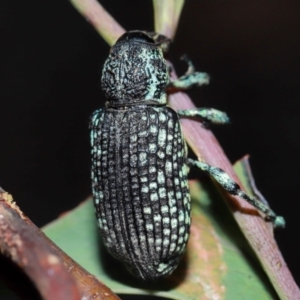 Chrysolopus spectabilis at Tidbinbilla Nature Reserve - 8 May 2024