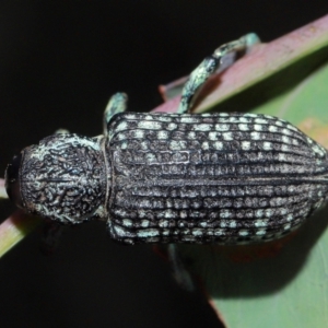 Chrysolopus spectabilis at Tidbinbilla Nature Reserve - 8 May 2024