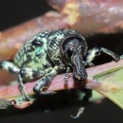 Chrysolopus spectabilis at Tidbinbilla Nature Reserve - 8 May 2024