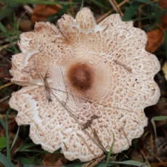 Macrolepiota clelandii (Macrolepiota clelandii) at Yarralumla, ACT - 7 May 2024 by TimL