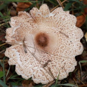 Macrolepiota clelandii at National Arboretum Forests - 7 May 2024