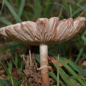 Macrolepiota clelandii at National Arboretum Forests - 7 May 2024