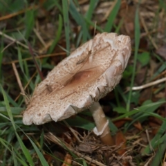 Macrolepiota clelandii at National Arboretum Forests - 7 May 2024