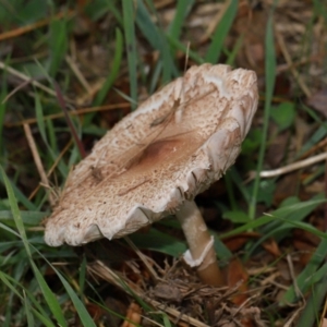 Macrolepiota clelandii at National Arboretum Forests - 7 May 2024