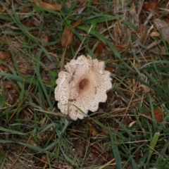 Macrolepiota clelandii at National Arboretum Forests - 7 May 2024