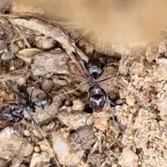 Iridomyrmex rufoniger (Tufted Tyrant Ant) at Wright, ACT - 8 May 2024 by trevorpreston