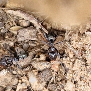 Iridomyrmex rufoniger (Tufted Tyrant Ant) at Wright, ACT by trevorpreston