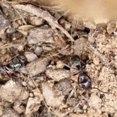 Iridomyrmex rufoniger at Wright, ACT - 9 May 2024 08:45 AM