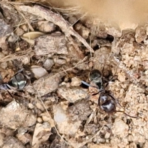 Iridomyrmex rufoniger at Wright, ACT - 9 May 2024 08:45 AM