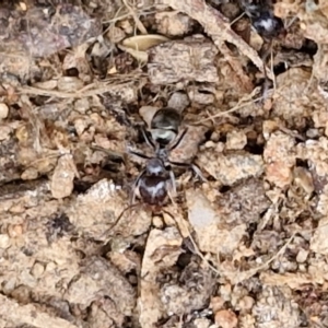 Iridomyrmex rufoniger at Wright, ACT - 9 May 2024 08:45 AM