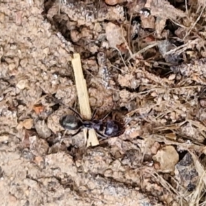 Iridomyrmex rufoniger at Wright, ACT - 9 May 2024 08:45 AM