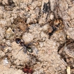 Iridomyrmex rufoniger at Wright, ACT - 9 May 2024 08:45 AM