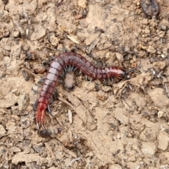 Scolopendromorpha (order) (A centipede) at Wright, ACT - 8 May 2024 by trevorpreston