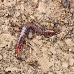 Cormocephalus aurantiipes at Wright, ACT - 8 May 2024 by trevorpreston