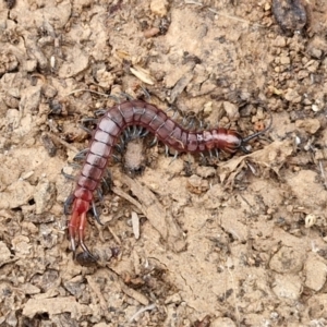 Scolopendromorpha (order) at Wright, ACT - 9 May 2024 08:45 AM