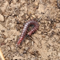 Scolopendromorpha (order) at Wright, ACT - 9 May 2024 08:45 AM