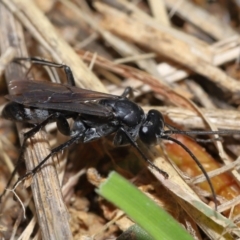 Pompilidae (family) (Unidentified Spider wasp) at National Arboretum Forests - 3 May 2024 by TimL