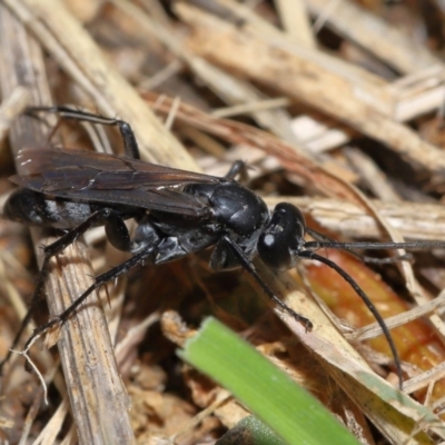 Crabronidae (family) at Yarralumla, ACT - 3 May 2024 by TimL