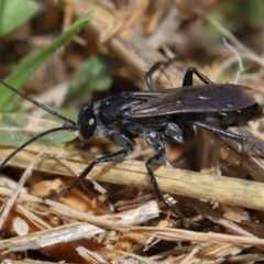 Pompilidae (family) at National Arboretum Forests - 3 May 2024