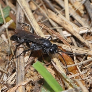 Pompilidae (family) at National Arboretum Forests - 3 May 2024