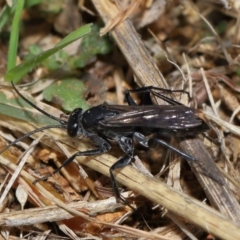 Pompilidae (family) at National Arboretum Forests - 3 May 2024