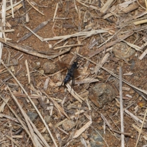 Pompilidae (family) at National Arboretum Forests - 3 May 2024