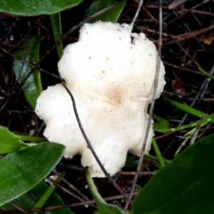 Unidentified Cap on a stem; gills below cap [mushrooms or mushroom-like] at Borough, NSW by Paul4K