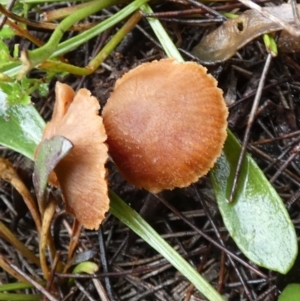 Laccaria sp. at Boro - 9 May 2024