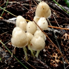 Mycena sp. (genus) (Mycena) at Boro - 9 May 2024 by Paul4K