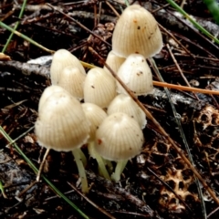 Mycena sp. at suppressed - 9 May 2024 by Paul4K