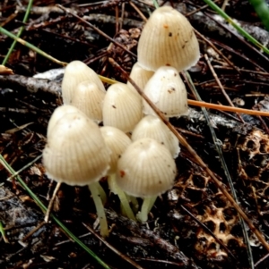 Mycena sp. at QPRC LGA - suppressed