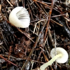 Mycena sp. at QPRC LGA - suppressed